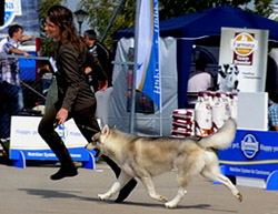 Вук - Шампион на Сърбия!