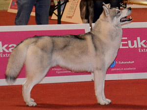 Световно изложение за кучета - Будапеща 16.05.2013