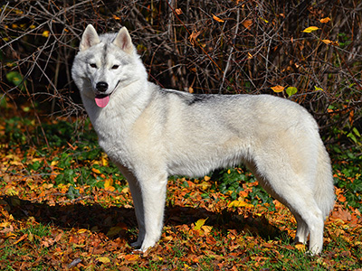 CH.Sasha of Siberian Lady